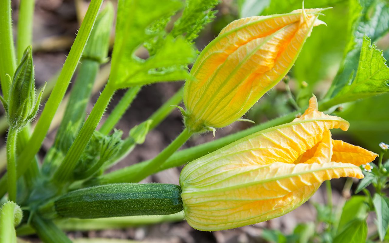  How to Pick and Cook Zucchini Flowers