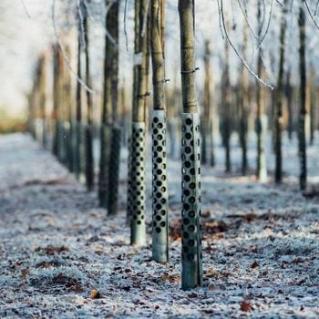 Metal Tree Guards Gettyimages 697622369