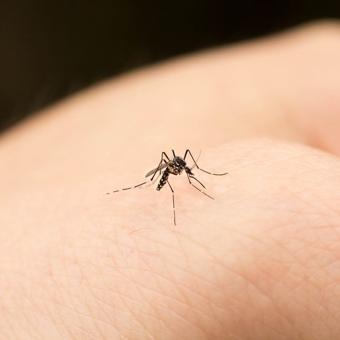 Mosquito On Hand