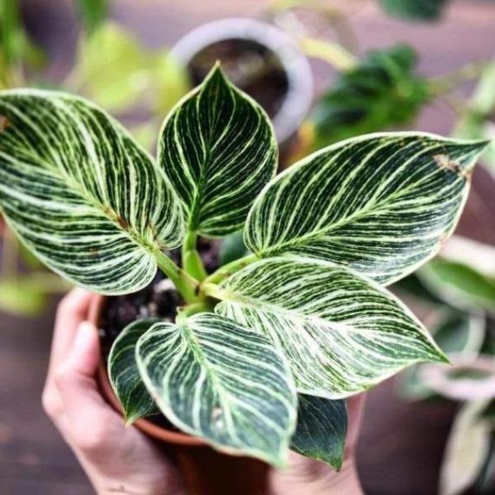 houseplants for sale Philodendron Birkin In Hand 1000x1000 Crop Center