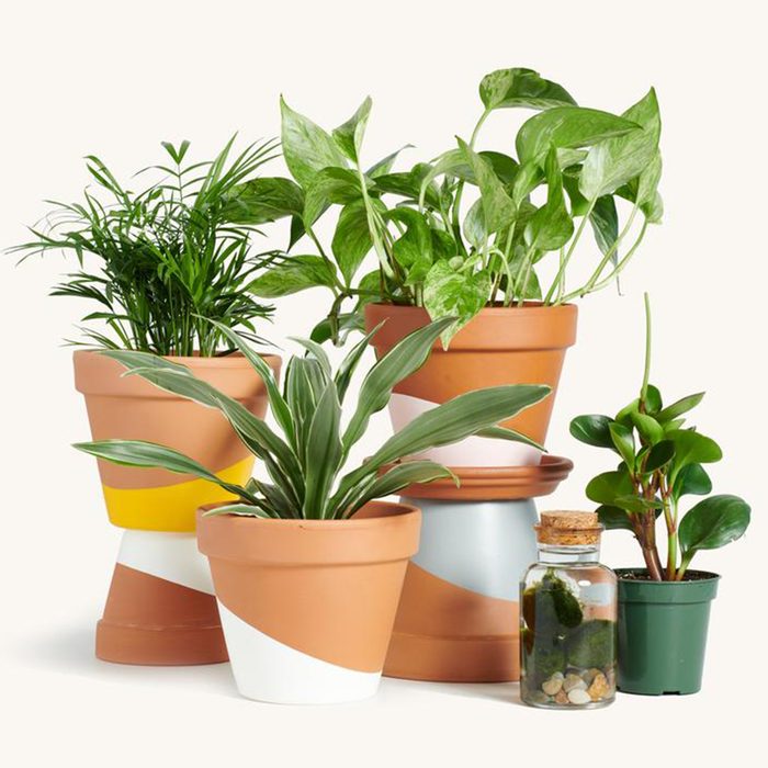houseplants for sale Plant Subscription Box