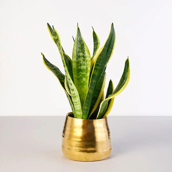 houseplants for sale Snake Plant Gold Planter