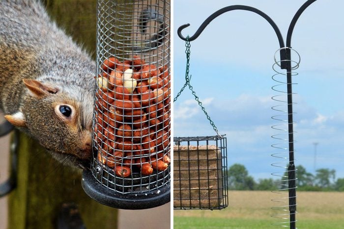 Squirrel Slinky Hack Showing How to Keep Squirrels Away from Bird Feeders