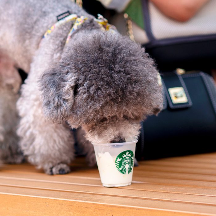 Does Starbucks Allow Dogs In 2022? (Pet Policy Explained)