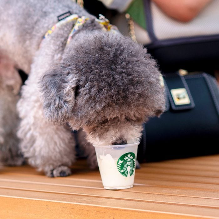 TIANJIN, CHINA - 2018/07/21: A poodle is tasting the Ice-cream specially for pet dog by a pet-friendly Starbucks coffee shop. The pet-friendly Starbucks coffee shop offers friendly service for pet dogs, such as drinking water and playing area special for dogs.Starbucks began to open more pet-friendly theme coffee shops in China since 2018. Now it covers Shenzhen,Chengdu and Tianjin, by which it tries to add more social community features in its brand culture. (Photo by Zhang Peng/LightRocket via Getty Images)