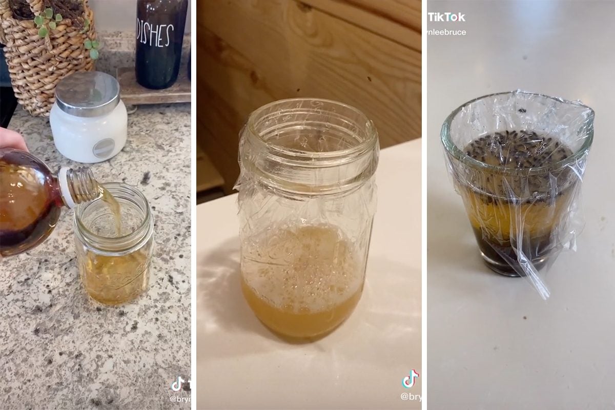 DIY Fruit Fly & Gnat Trap: Simple Homemade Solution! 