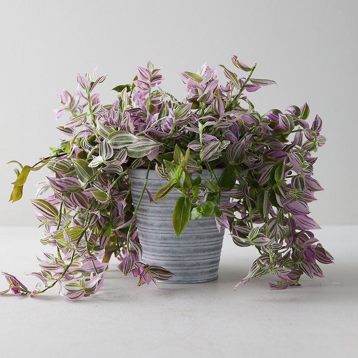 houseplants for sale Tradescantia Tricolor Plant Striped Pot