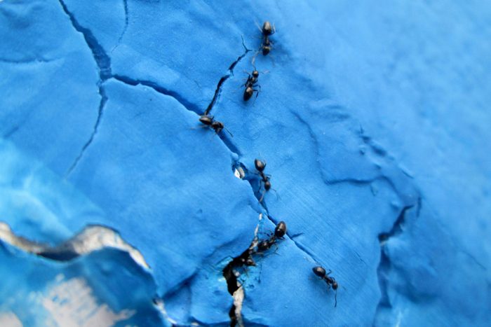 Close-Up Of Ants On Cracked Blue Wall