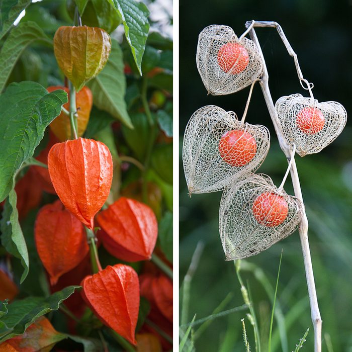 Chinese Lantern Plant Side By Side