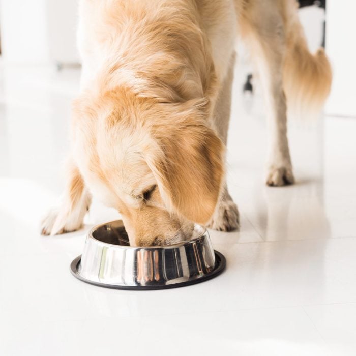 Golden Retriever Eating Dog Food From Metal Bowl
