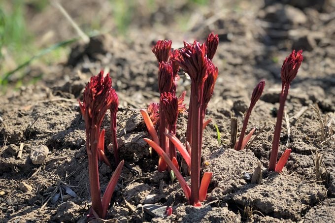 first sprouts of peonies