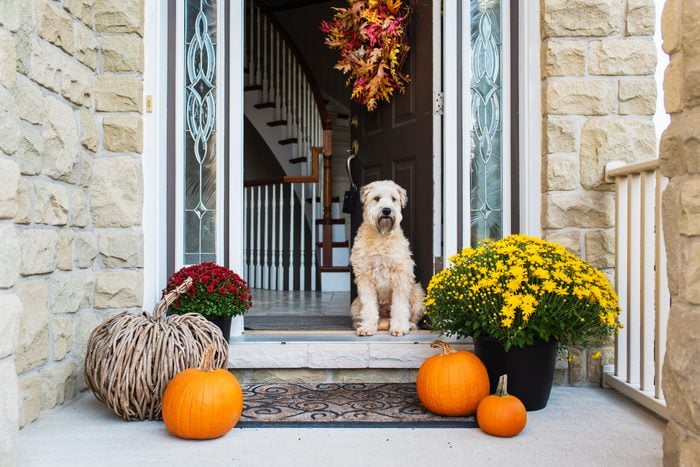 fall decor surrounding an open front door with a dog sitting in the doorway; an autumn wreath hangs on the door and pumpkin and fall flowers decorate the doorstep