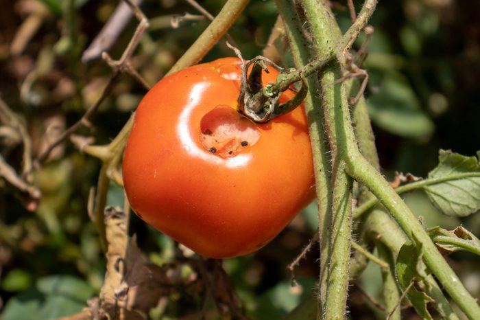 holes in tomato in a vegetable garden