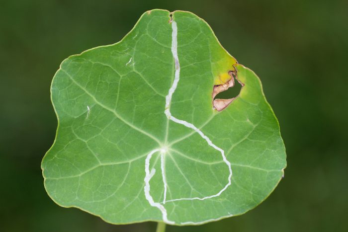 close up of leafminer on cabbage leaf in garden