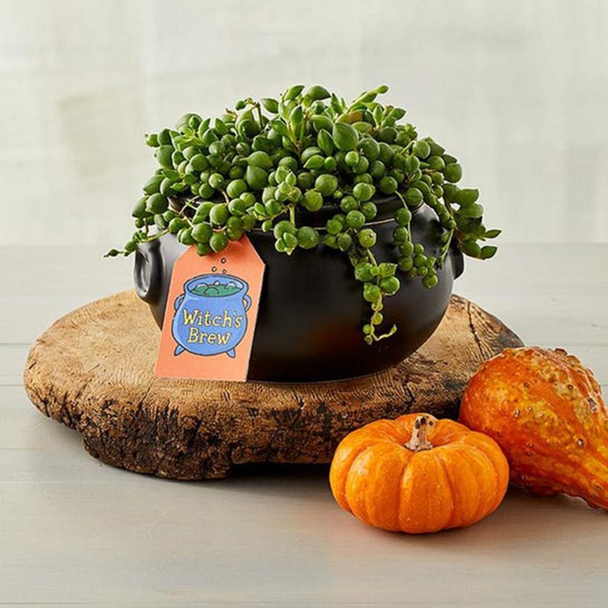 Spooky Cauldron Succulents Gift2