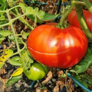 Split Tomatoes in the garden