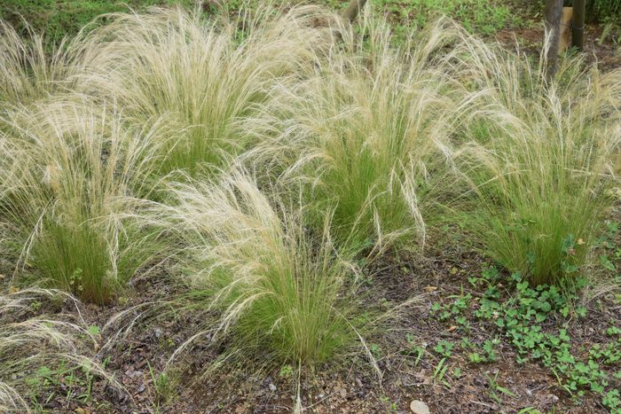 ornamental mexican feather grass