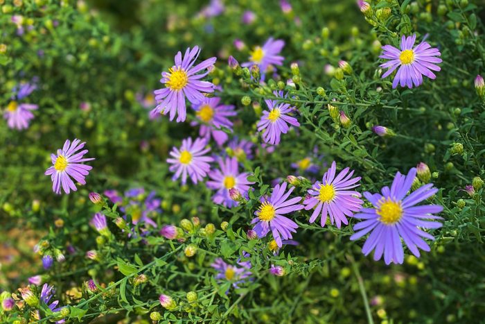 wild smooth blue aster daisy blossoms
