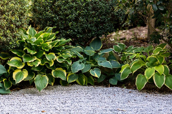 Hosta giboshi leaf plants next to residential driveway