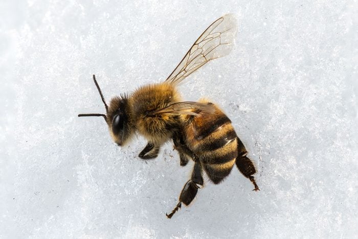 honey bee on snow in winter close up