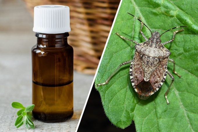 Bottle Of Essential Oil And Stink Bug