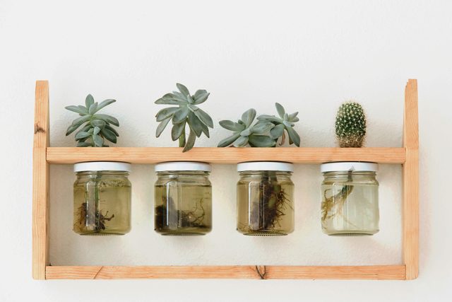 succulent plants in glass jars with water