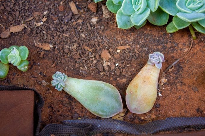Two small succulent leaves on dirt