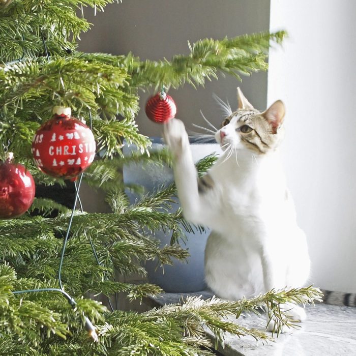 Cat playing with the christmas tree