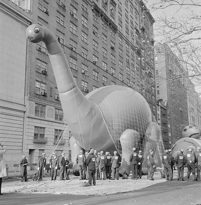 New York: Larger Than Life. Members of the "ground crew" appear to have their hands full as they prepare to "launch" Dino the Dinosaur, a feature of the Macys Thanksgiving Day Parade, November 28th. Launching site was Central Park West in the seventies, where a huge net keeps Dino anchored.