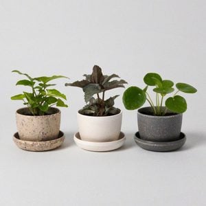 Harmony Mini Planters Three Set Set Of 3