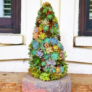 Living Succulent Christmas Tree Holiday Ecomm Via Etsy.com