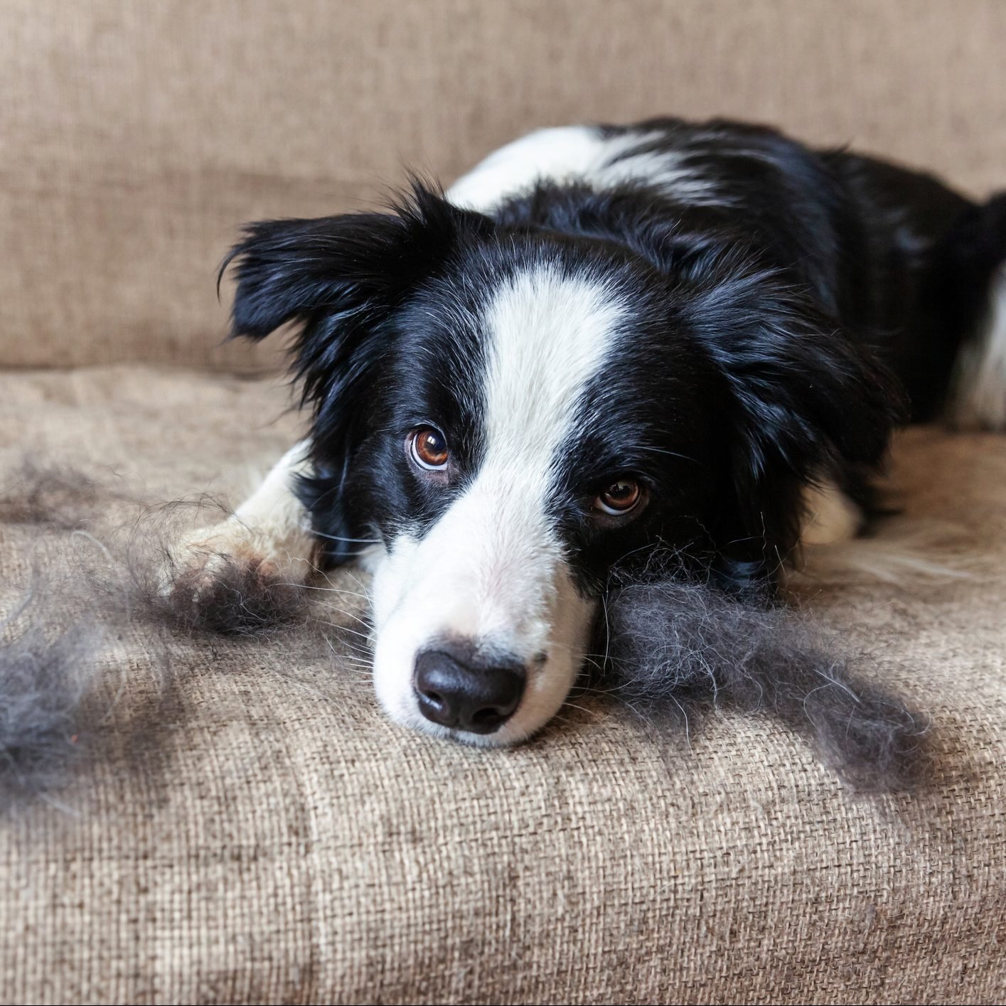 12 Pet Hair Removers That Really Work, According to a Professional