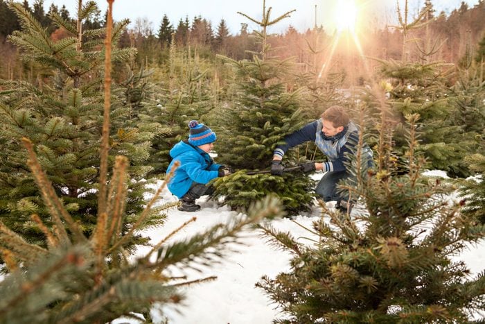 Father and son cutting their Christmas tree in the forest