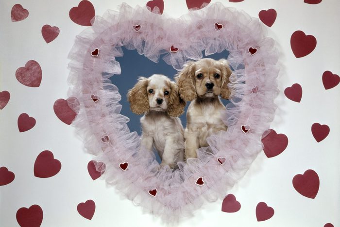 1960s Two Cocker Spaniel Puppies Inside Lace Valentines Heart (Photo By H. Armstrong Roberts/Classicstock/Getty Images)