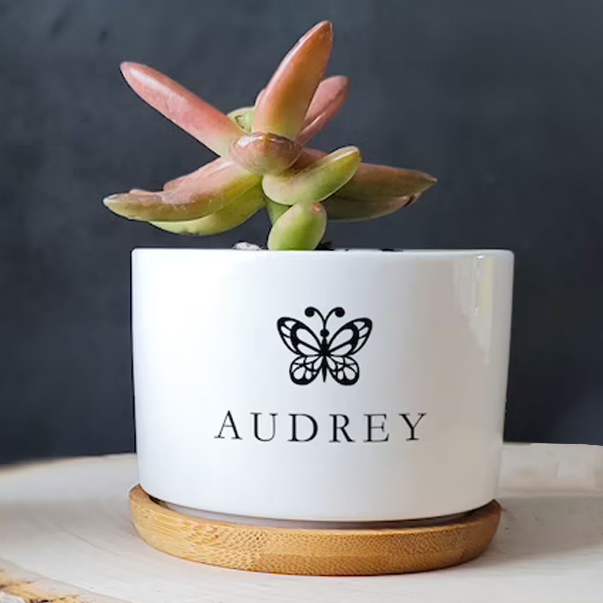 Personalized Succulent Ecomm