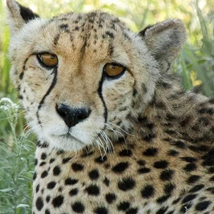 Cheetah Wwf Adoption Ecomm Via Gifts.worldwildlife.org