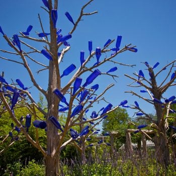 Clear blue glass bottles attached to tree branches at Shangri La Botanical Gardens and Nature Center, Orange, Texas, USA. Bottle tree.