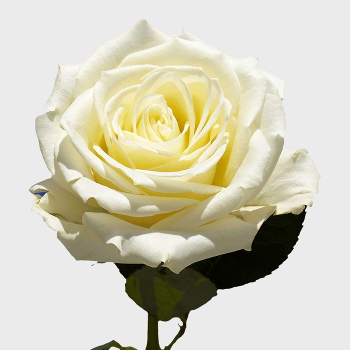 Toh 3 Cream Rose Bouquet Via Globalrose Ecomm