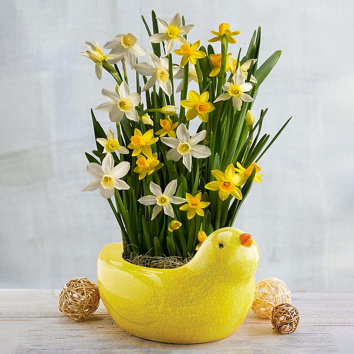 Daffodil Gift In Spring Planter