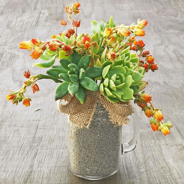 Diy Succulent Bouquets In Mason Jar Mug Via The Succulent Eclectic