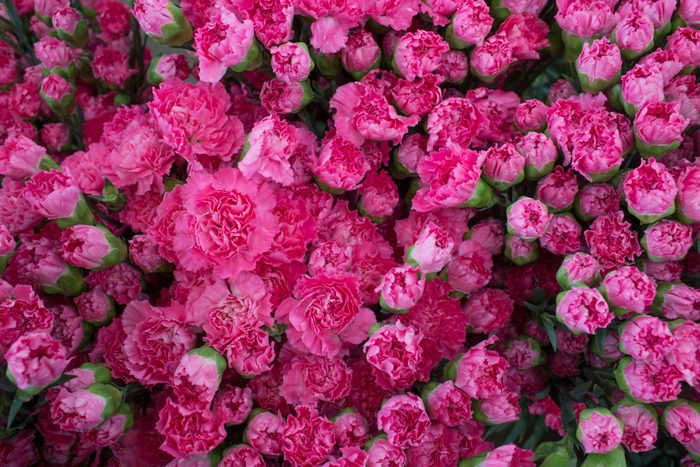 Full frame pink Carnation Flowers in Dounan Flower Market