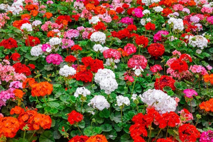 beautiful flower bed of colorful blooming geraniums in a variety of colors