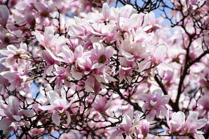 Springtime with flowers blossom of Magnolia