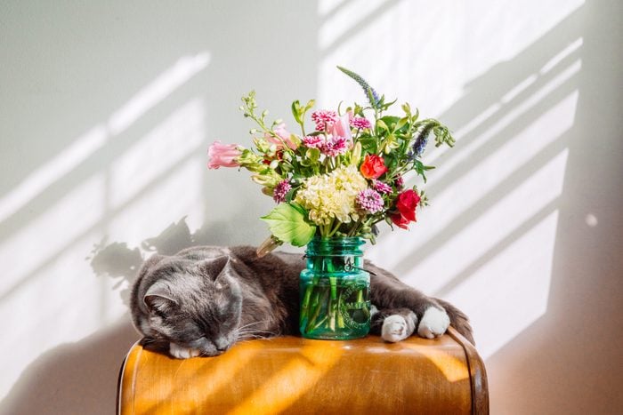 Cut cat sleeping next to a vase of flowers