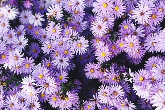 Full Frame Shot Of Purple Flowering Aster Plants