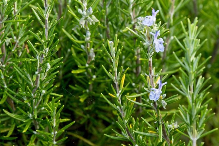 full frame view of Rosemary with a couple blooms