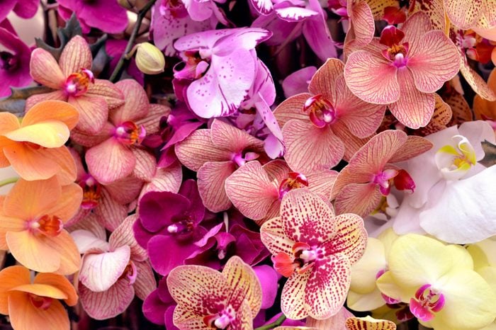 The close-up of the multicolored orchid flowers