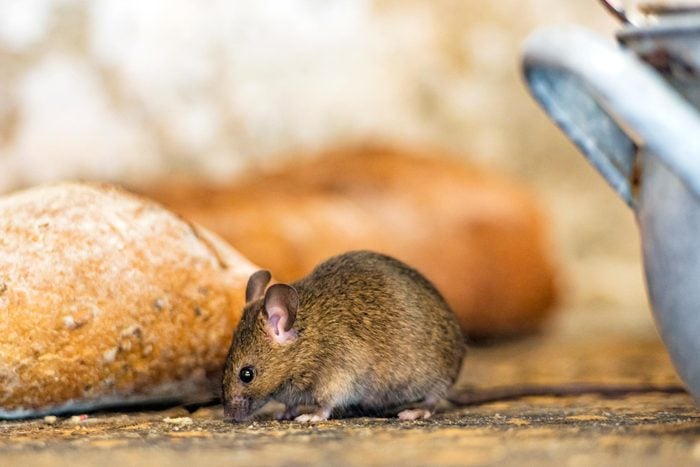 small brown mouse on a wooden counter next to a loaf of bread and blue pot