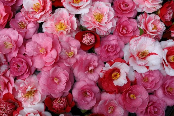 Full frame shot of lovely camellia flowers in a variety of colors