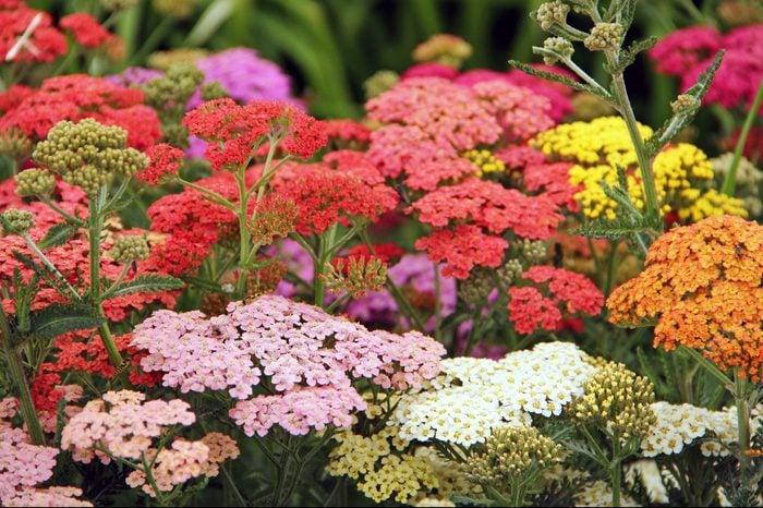 close up of a variety of different colors of Yarrow flowers growing outside